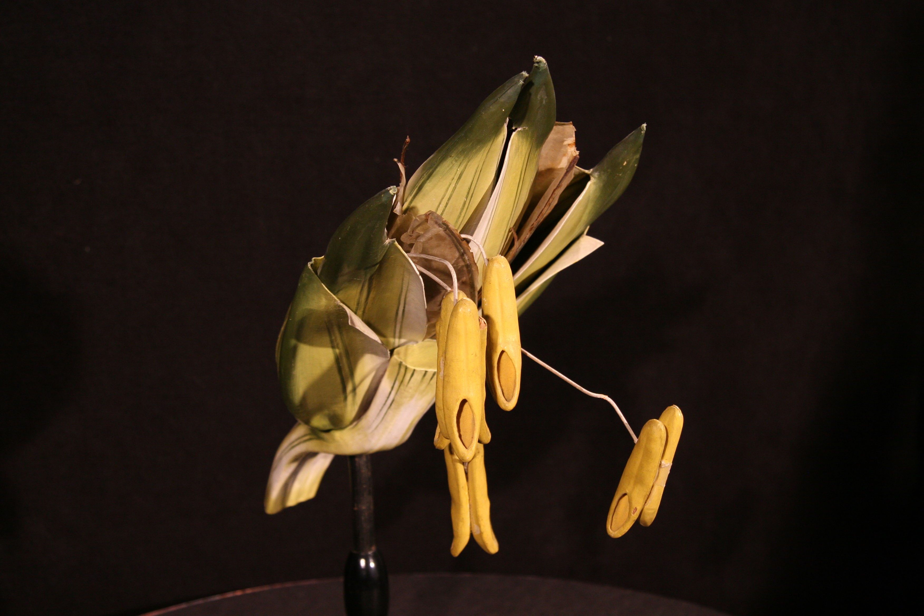 گندم معمولی